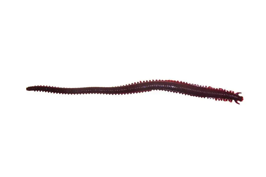 Berkley Gulp Sandworm 6 Inch Soft Plastic Lures 1 Berkley Gulp Sandworm 6 Inch Soft Plastic Lures