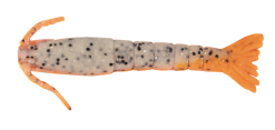 Berkley Gulp Shrimp 3 Inch Soft Plastic Lure -Tackle Storage Shop Berkley Gulp Shrimp Soft Plastic Orange Belly Shrimp 4fad61da 33b3 4488 b3ec 0f59d364a39d