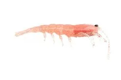 Pro Lure Prolure Clone Prawn Soft Plastic Lure 92mm 10 Pro Lure Prolure Clone Prawn Soft Plastic Lure 92mm -Tackle Storage Shop ProlureClonePrawnSoftPlastic CrystalPink 4b2a22cc 8c62 4e35 ace7 a0ff747f2f4f