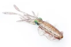 Chasebaits Ultimate Squid 300 Soft Plastic Lure -Tackle Storage Shop The Ultimate Squid 07 Market Squid 1